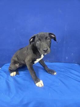 BONKERS -  Mixed Breed Dog for Adoption in Ruston, Louisiana - BONKERS | PetCurious