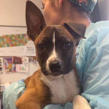 Belgian Shepherd Malinois and Pit Bull Terrier Dogs Available for Adoption in Nashville, Tennessee - Shandy | PetCurious