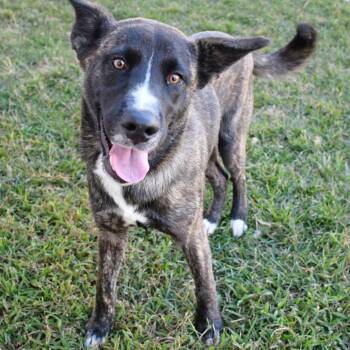 Rescue Mountain Cur and Shepherd Dogs for Adoption in Beaumont, Texas - Baxter | PetCurious