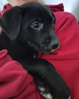 Black Labrador Retriever and Spaniel Dogs Available for Adoption - Ruffles | PetCurious