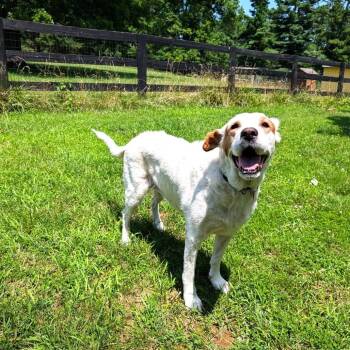 Donut -  Labrador Retriever and Mixed Breed Dog for Adoption in South Riding, Virginia - Donut | PetCurious