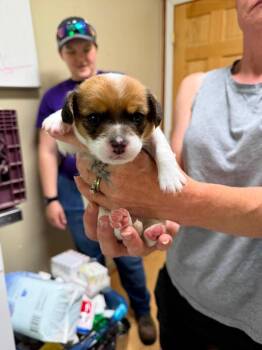 Bean -  Beagle and Bichon Frise Dog for Adoption in Pine Grove, Pennsylvania - Bean | PetCurious