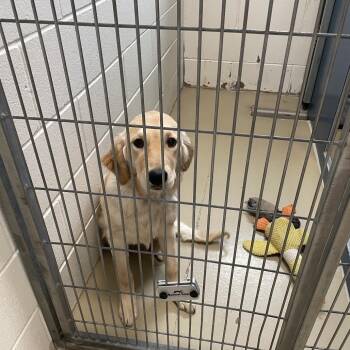 Golden Retriever and Border Collie Dogs Available for Adoption - Casper | PetCurious