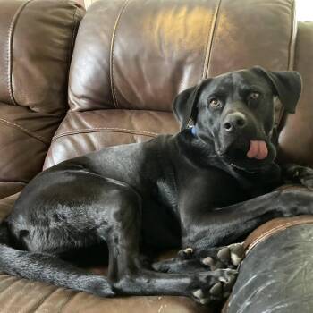 Bill -  Black Labrador Retriever Dog for Adoption in Chanute, Kansas - Bill | PetCurious