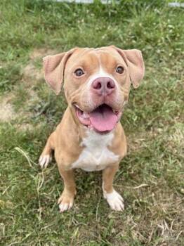 CAMERON -  Pit Bull Terrier Dog for Adoption in Kalamazoo, Michigan - CAMERON | PetCurious