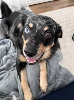 Rescue Australian Shepherd and Mixed Breed Dogs for Adoption in Fort Worth, Texas - Dillion | PetCurious