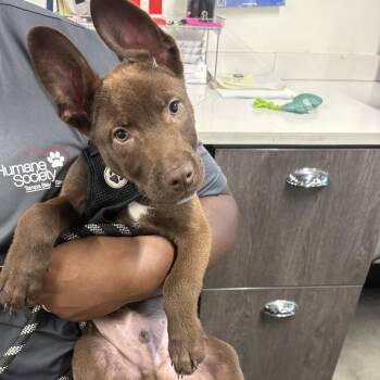 Toffee -  Shepherd and Mixed Breed Dog for Adoption in Tampa, Florida - Toffee | PetCurious
