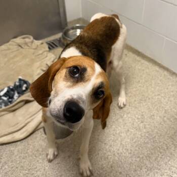 Rescue Hound Dogs for Adoption in Gloucester, Virginia - Mamadonna | PetCurious