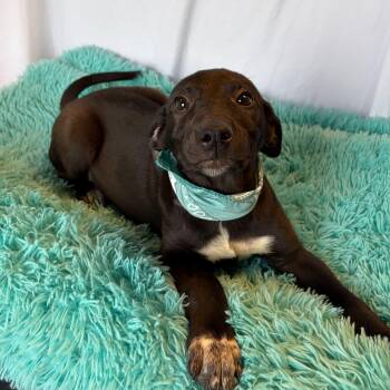 Mixed Breed Dogs Available for Adoption in Canal Winchester, Ohio - Monarch | PetCurious