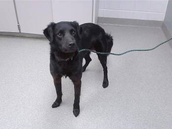 Labrador Retriever and Mixed Breed Dogs Available for Adoption in Omaha, Nebraska - PEETA | PetCurious