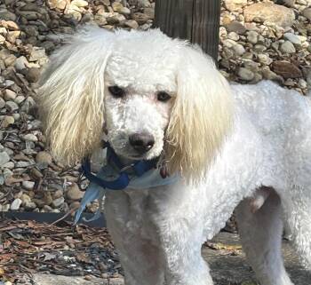 Kristoff -  Poodle Dog for Adoption in Cumming, Georgia - Kristoff | PetCurious