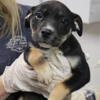 Rescue Retriever Dogs for Adoption in Cleveland, Mississippi - Fiona | PetCurious