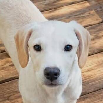 River (20260914-02) -  Yellow Labrador Retriever and Hound Dog for Adoption in Niagara Falls, Ontario - River (20260914-02) | PetCurious