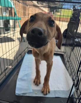 Peyton CO -  Dutch Shepherd and Staffordshire Bull Terrier Dog for Adoption in Thornton, Colorado - Peyton CO | PetCurious