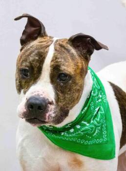 Boxer Dogs Available for Adoption in Sanford, Florida - Louie | PetCurious