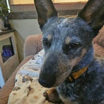 Australian Cattle Dog Blue Heeler Dogs Available for Adoption in Reno, Nevada - Freyja | PetCurious