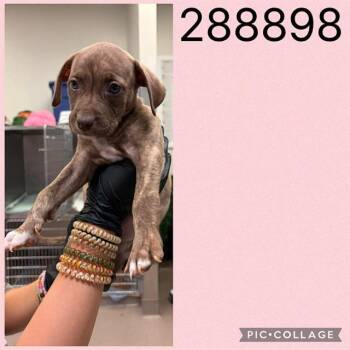 A288898 -  Mixed Breed Dog for Adoption in Macon, Georgia - A288898 | PetCurious