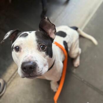 Mixed Breed Dogs Available for Adoption in Pittsburgh, Pennsylvania - Oreo | PetCurious
