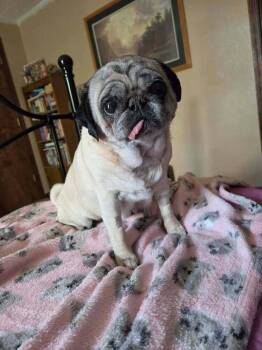 Ivy -  Pug Dog for Adoption in Eagle, Idaho - Ivy | PetCurious