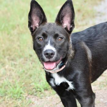 Kylie -  Pit Bull Terrier and German Shepherd Dog Dog for Adoption in Mooresville, North Carolina - Kylie | PetCurious