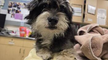 Terrier and Mixed Breed Dogs Available for Adoption - A1908440 | PetCurious