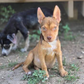 Shepherd Dogs Available for Adoption in Austin, Texas - Applejack AL | PetCurious