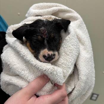 Terrier and Cattle Dog Dogs Available for Adoption in Galax, Virginia - Margot | PetCurious