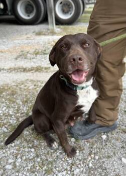 Chocolate Labrador Retriever Dogs Available for Adoption in Manchester, Tennessee - Apple | PetCurious