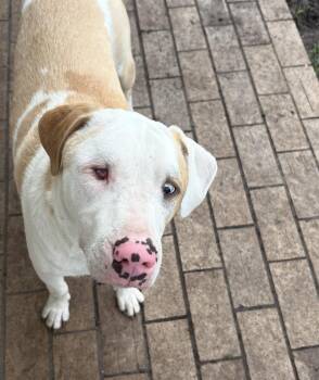 Peanut (in foster care) -  Catahoula Leopard Dog Dog for Adoption in Sebring, Florida - Peanut (in Foster Care) | PetCurious