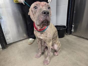 CELEBRITY -  Pit Bull Terrier Dog for Adoption in Kent, Washington - CELEBRITY | PetCurious