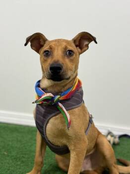 Rhodesian Ridgeback and Labrador Retriever Dogs Available for Adoption - Mike | PetCurious