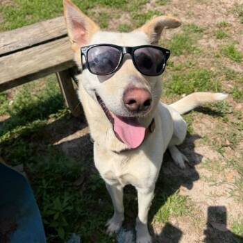 Sasha -  Labrador Retriever and Shepherd Dog for Adoption in Lakeland, Florida - Sasha | PetCurious