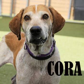 Cora -  Hound and Mixed Breed Dog for Adoption in Mooresville, North Carolina - Cora | PetCurious