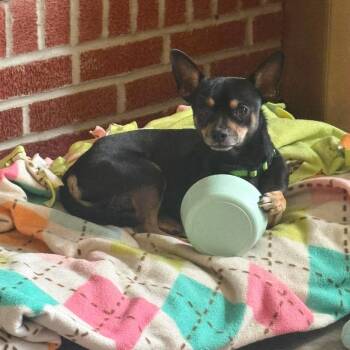 Rocky -  Chihuahua and Mixed Breed Dog for Adoption in Jarrettsville, Maryland - Rocky | PetCurious