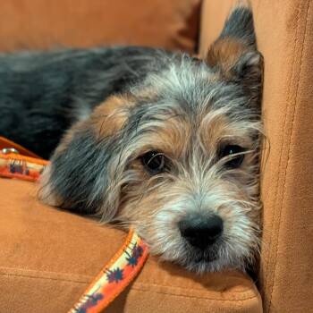 Hopscotch -  Terrier and Mixed Breed Dog for Adoption in Durham, North Carolina - Hopscotch | PetCurious