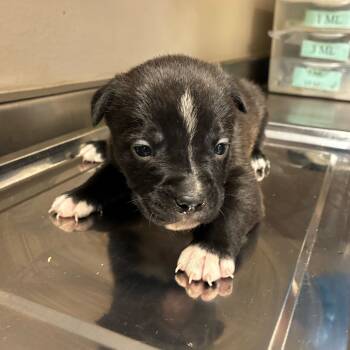 Rescue Husky Dogs for Adoption in San Antonio, Texas - Striga | PetCurious