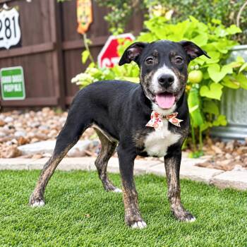 Ranger -  Boxer and Pit Bull Terrier Dog for Adoption in Fairfield, Connecticut - Ranger | PetCurious