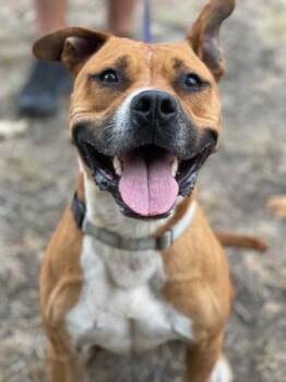 Rescue American Staffordshire Terrier and Mixed Breed Dogs for Adoption in San Antonio, Texas - Sherman The First | PetCurious