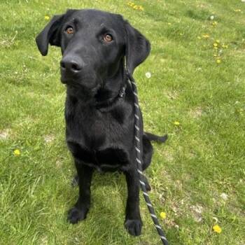 Mixed Breed Dogs Available for Adoption in Janesville, Wisconsin - Locks | PetCurious