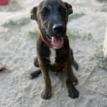 Rescue Labrador Retriever Dogs for Adoption in Harlingen, Texas - Gavin | PetCurious
