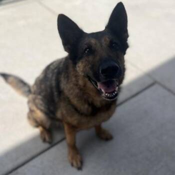 Roxie -  German Shepherd Dog and Mixed Breed Dog for Adoption in Janesville, Wisconsin - Roxie | PetCurious