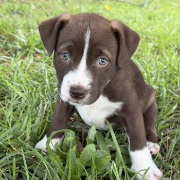 City Girl -  Labrador Retriever and Pit Bull Terrier Dog for Adoption in Columbia, South Carolina - City Girl | PetCurious