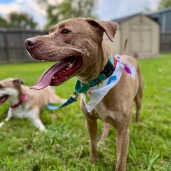 Cooper Courageous -  Pit Bull Terrier Dog for Adoption in Friendswood, Texas - Cooper Courageous | PetCurious