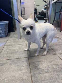 Chihuahua Dogs Available for Adoption in Grand Prairie, Texas - PRINCE | PetCurious