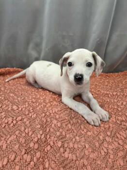 Dachshund Dogs Available for Adoption - Periwinkle | PetCurious