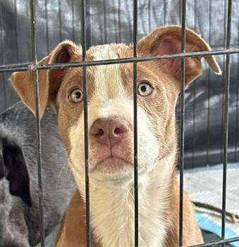Mixed Breed Dogs Available for Adoption in Georgetown, Kentucky - Ragnar | PetCurious