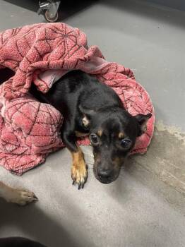 CHINA -  Chihuahua and Mixed Breed Dog for Adoption in Tallahassee, Florida - CHINA | PetCurious