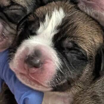 Mixed Breed Dogs Available for Adoption in Durham, North Carolina - Hosanna | PetCurious