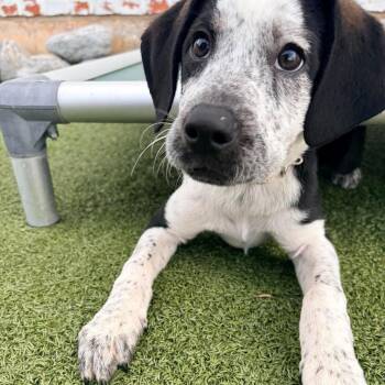 Celeste -  Mixed Breed Dog for Adoption in Stamford, Connecticut - Celeste | PetCurious