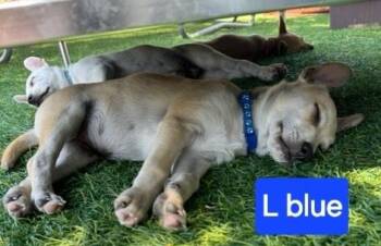 Chihuahua and Corgi Dogs Available for Adoption - Kash (L Blue) | PetCurious